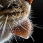 Extreme close-up of a cat’s muzzle with dense whiskers