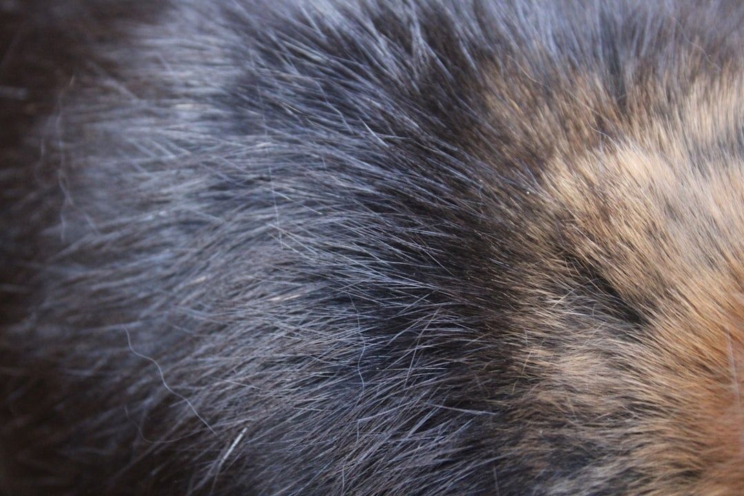 Close-up of dense dark and tan cat fur showing layered hairs