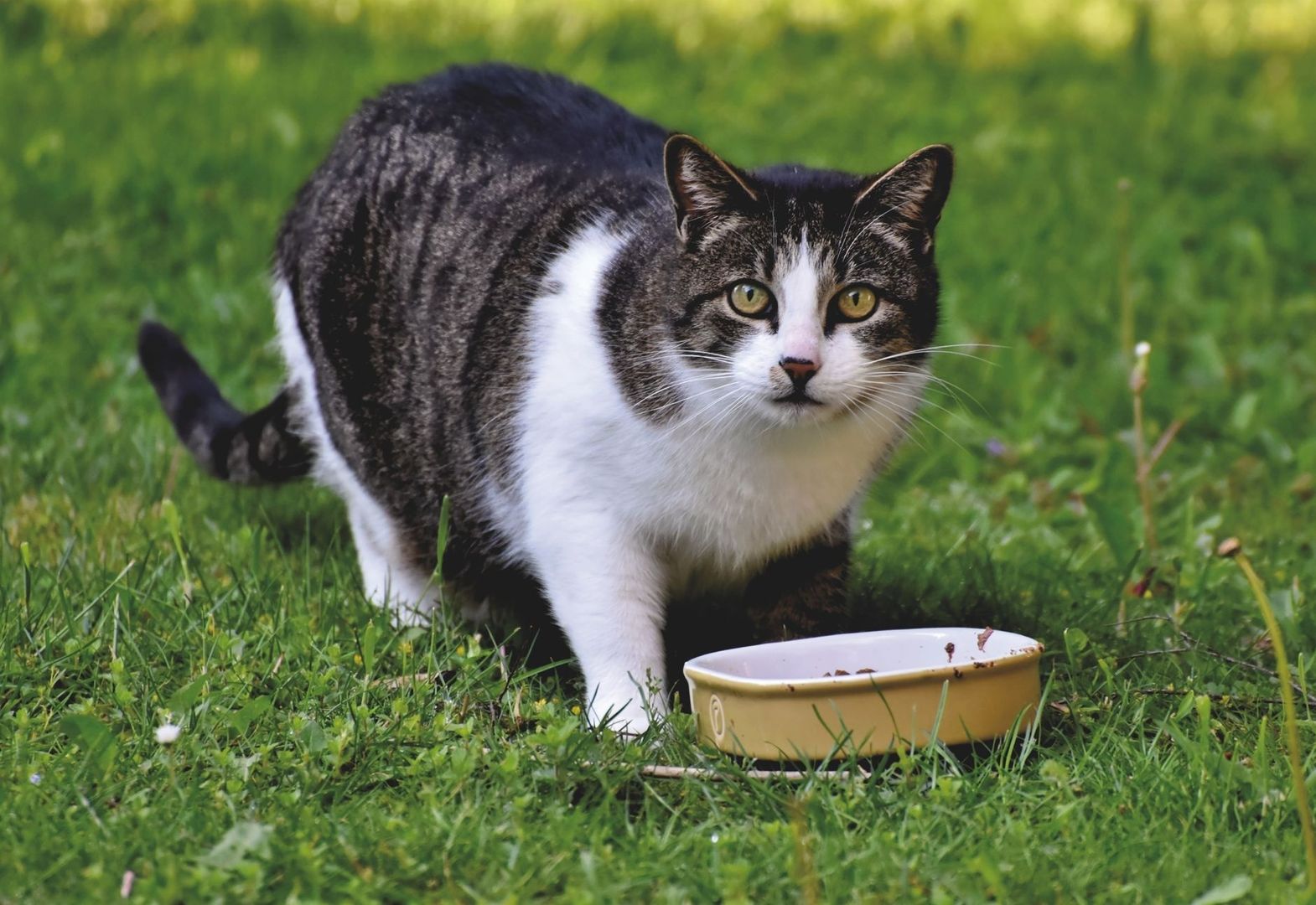 Tabby-and-white cat crouching beside a wide shallow food bowl