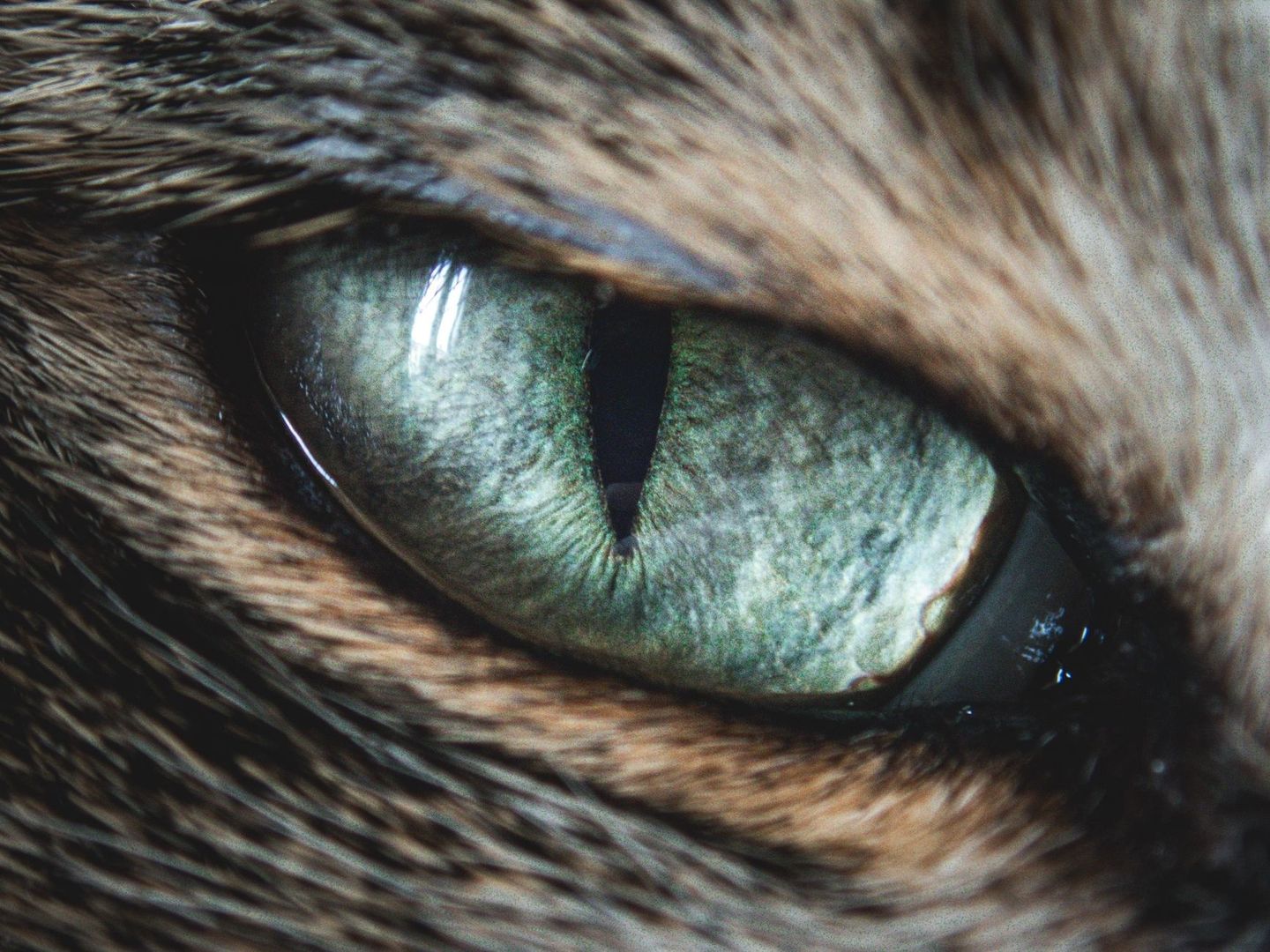 Extreme close-up of a cat