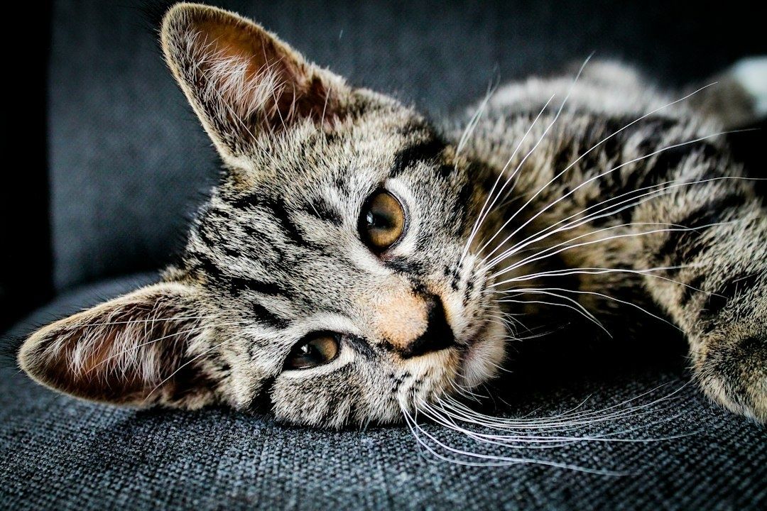 Tabby cat resting with ears upright and eyes partly open