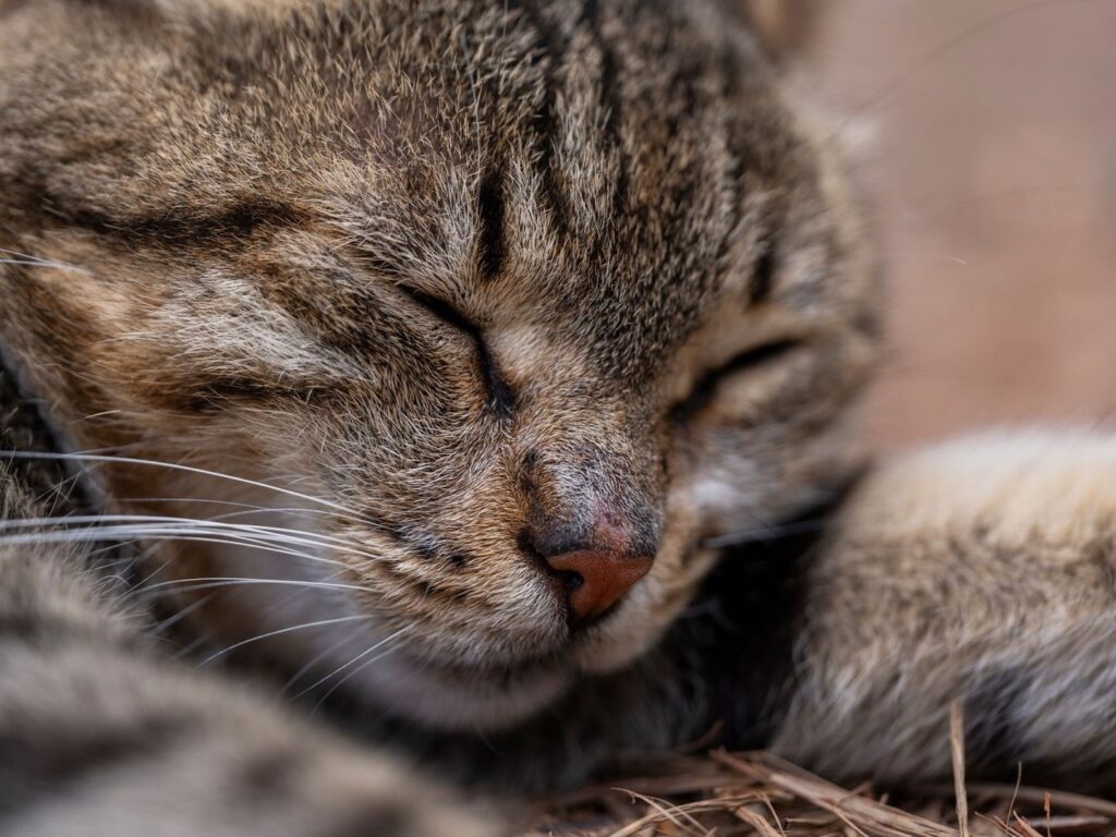 Close-up of a cat resting with eyes closed and whiskers visible