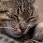 Close-up of a cat resting with eyes closed and whiskers visible